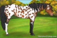 Horse Color:Bay Appaloosa 
