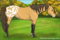 Horse Color:Buckskin Blanket