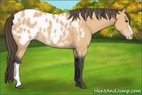 Horse Color:Buckskin Appaloosa