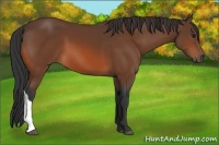 Horse Color:Bay 