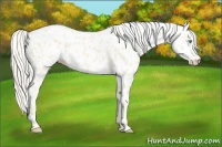 Horse Color:Cremello Leopard 