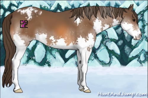 Horse Color:Bay Splash Appaloosa 