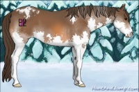 Horse Color:Bay Splash Appaloosa 