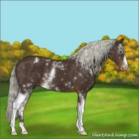 Horse Color:White Spotted Liver Chestnut Appaloosa 