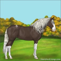 Horse Color:Liver Chestnut Splash Appaloosa 