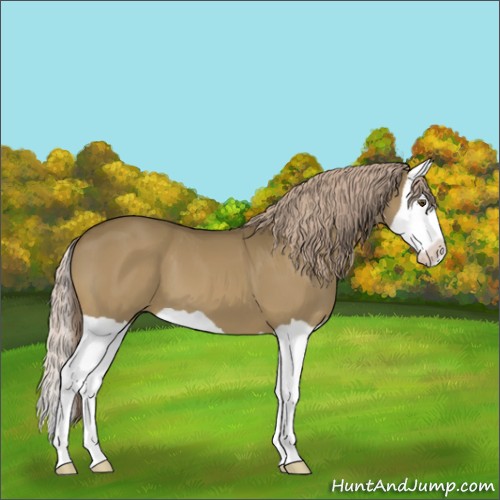 Horse Color:Chocolate Palomino Splash 