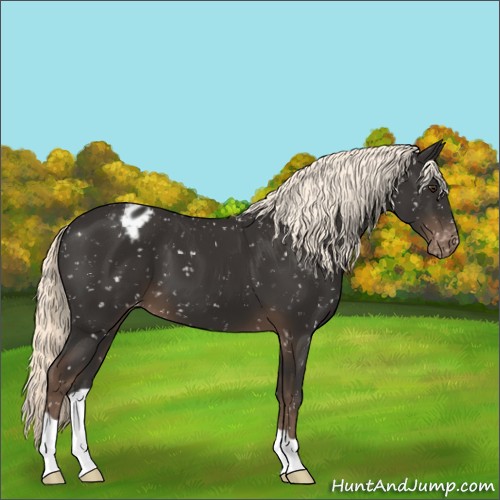 Horse Color:Liver Chestnut Appaloosa 