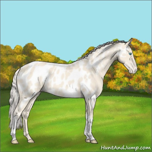 Horse Color:Cremello Appaloosa 