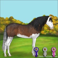 Horse Color:Brown Sabino Splash