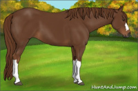 Horse Color:Gray Chestnut