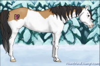 Horse Color:Bay Dun Splash 