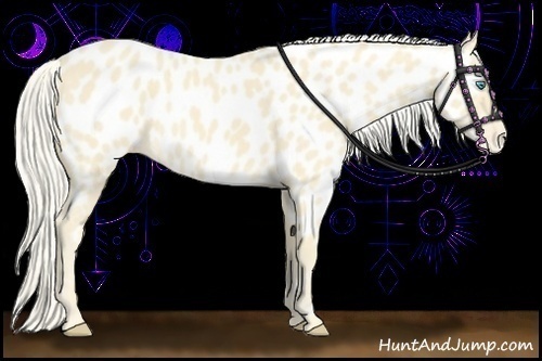Horse Color:Cremello Near Leopard 