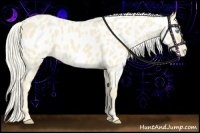 Horse Color:Cremello Near Leopard