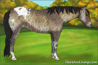 Horse Color:Gray Bay Ice Onyx Appaloosa