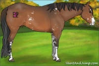 Horse Color:Brown Sabino