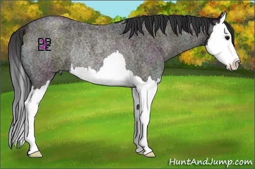 Horse Color:Midnight Bay Ice Roan Onyx Splash Rabicano 
