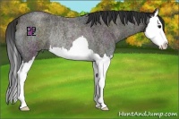 Horse Color:Midnight Bay Ice Roan Onyx Splash Rabicano
