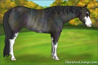 Horse Color:Midnight Grullo Ice Onyx Sabino Rabicano