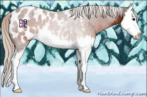 Horse Color:Silver Brown Roan Splash Appaloosa 