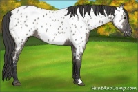 Horse Color:Grullo Appaloosa 