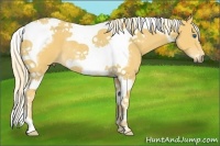 Horse Color:Palomino Splash Tobiano Frame Rabicano