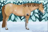 Horse Color:Brown Pearl Sabino