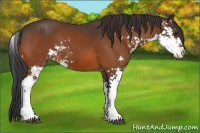 Horse Color:Bay Sabino 