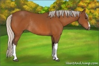 Horse Color:Silver Bay Rabicano