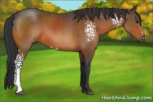 Horse Color:White Spotted Bay Sabino Rabicano