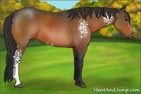 Horse Color:White Spotted Bay Sabino Rabicano