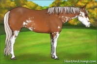 Horse Color:Silver Bay Sabino 