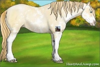 Horse Color:Buckskin Pearl Sabino 