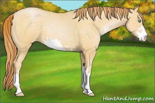 Horse Color:Buckskin Pearl Sabino 