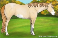 Horse Color:Buckskin Pearl Sabino 