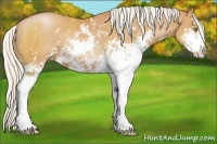 Horse Color:Silver Bay Pearl Sabino
