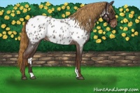 Horse Color:Liver Red Roan Appaloosa