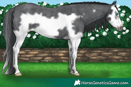 Horse Color:Blue Roan Splash Frame 