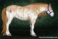 Horse Color:Chestnut  and White Spotted Chestnut 