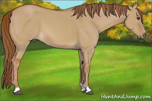 Horse Color:Red Dun 