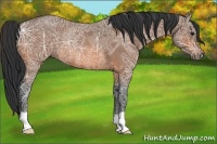 Horse Color:Bay Ice Roan Rabicano 