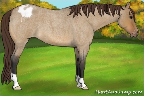 Horse Color:Bay Roan Dun Appaloosa