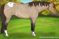 Horse Color:Bay Roan Dun Appaloosa 