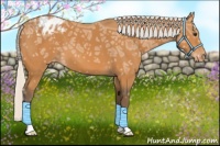 Horse Color:Silver Bay Ice Appaloosa