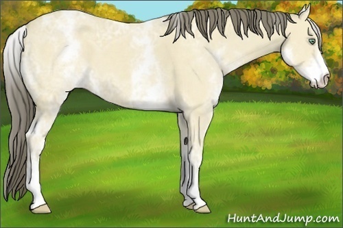 Horse Color:White Spotted Amber Cream Champagne Ice