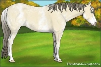 Horse Color:White Spotted Amber Cream Champagne Ice 