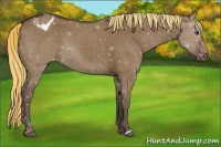 Horse Color:Liver Red Dun Appaloosa 