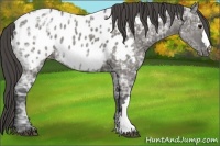 Horse Color:Grullo Ice Appaloosa 