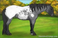Horse Color:Blue Roan Appaloosa