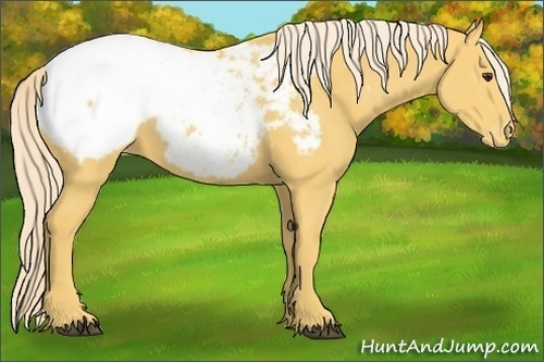 Horse Color:Palomino Appaloosa Rabicano