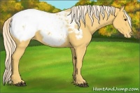 Horse Color:Palomino Appaloosa Rabicano
